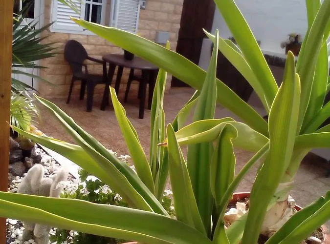 Solo Adultos, Tuneras *